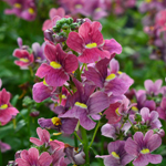 Nemesia Melody Raspberry